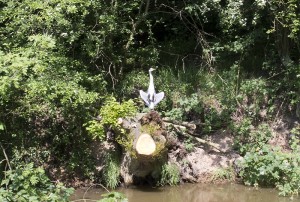 Strange behaving heron