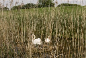 Same nest, but now with cygnets